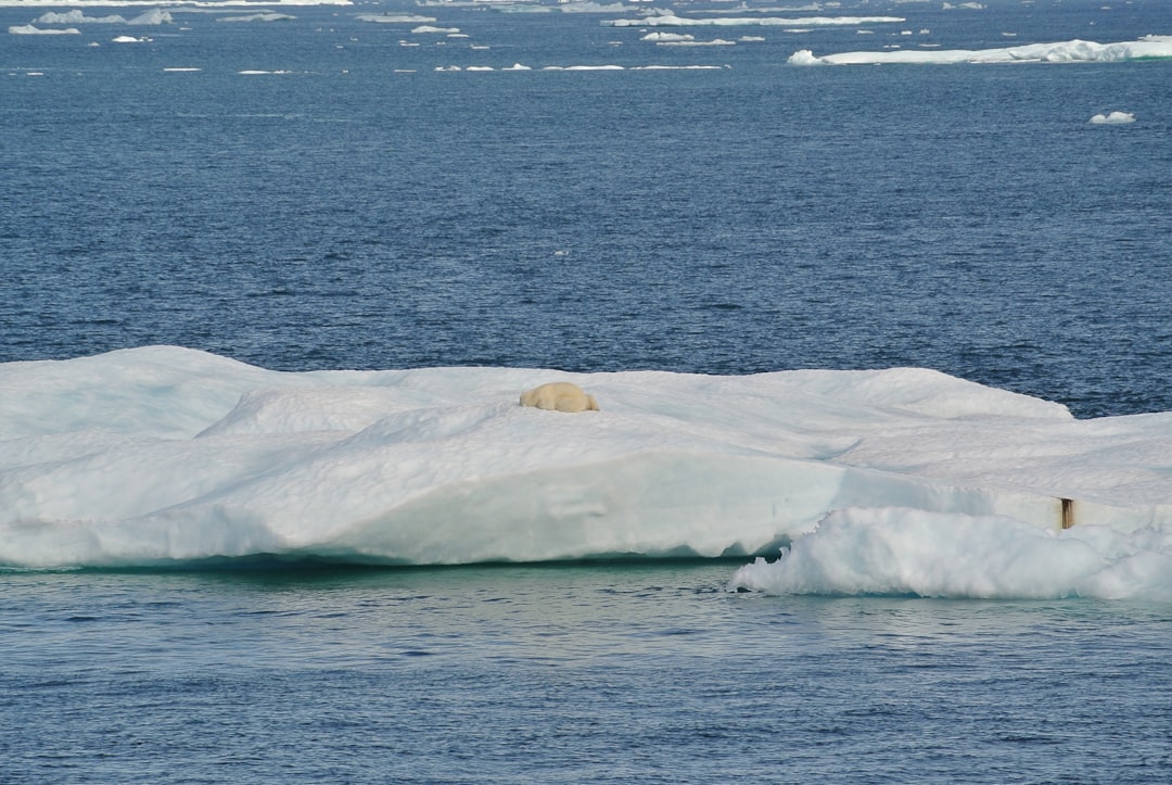 polar bear melting ice cap